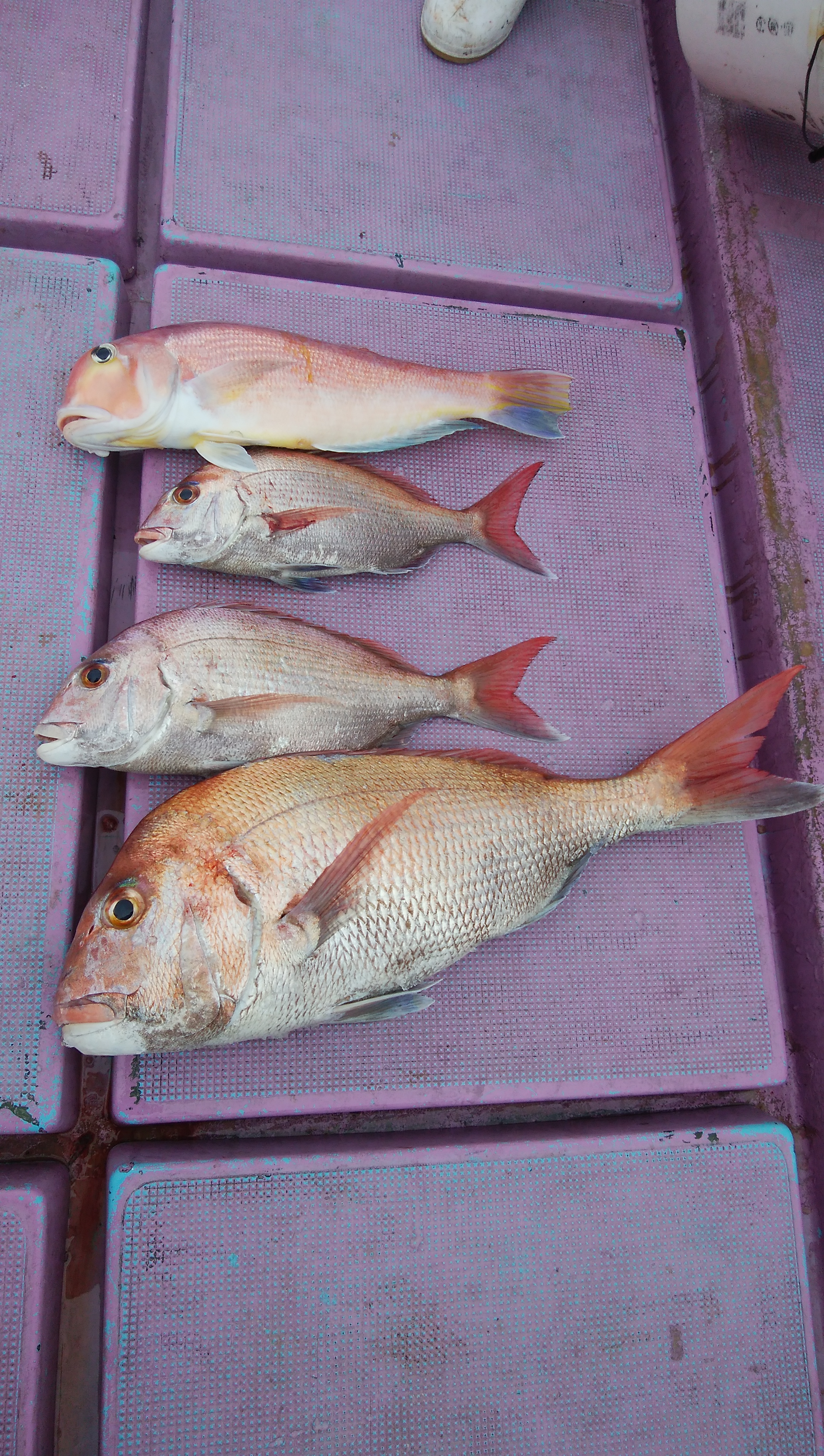 ���i�C���[�W