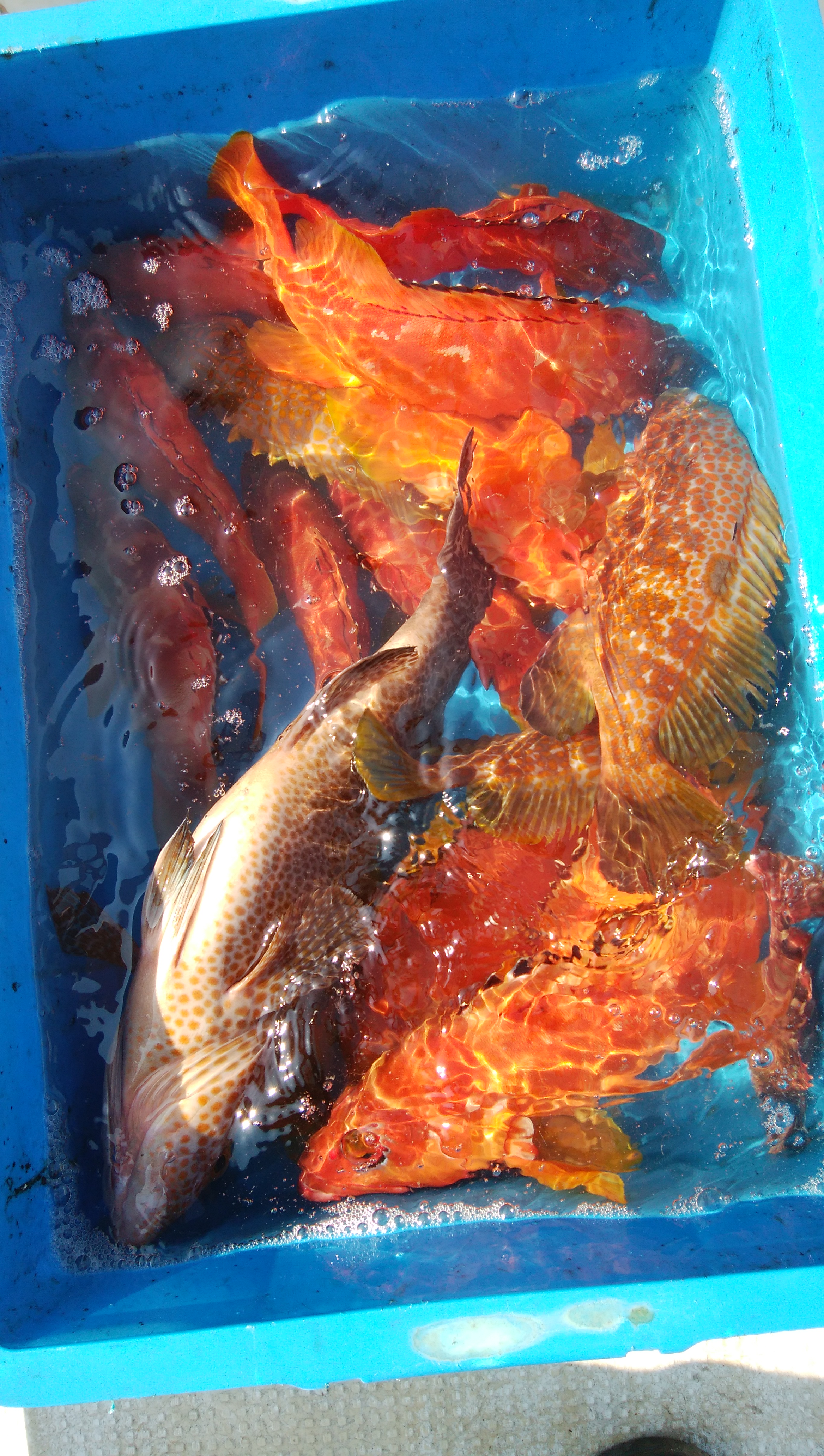 ���i�C���[�W