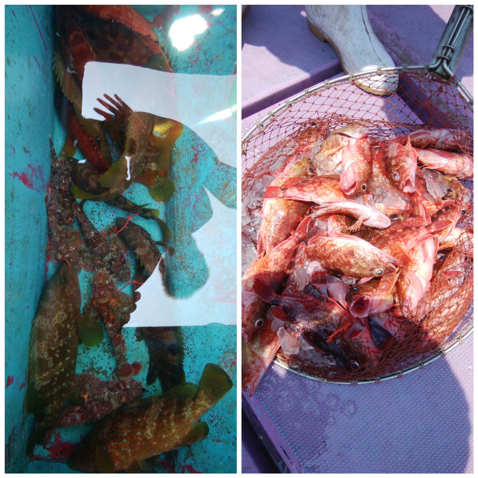 ���i�C���[�W