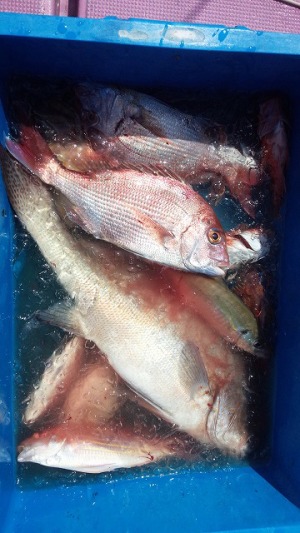 ���i�C���[�W