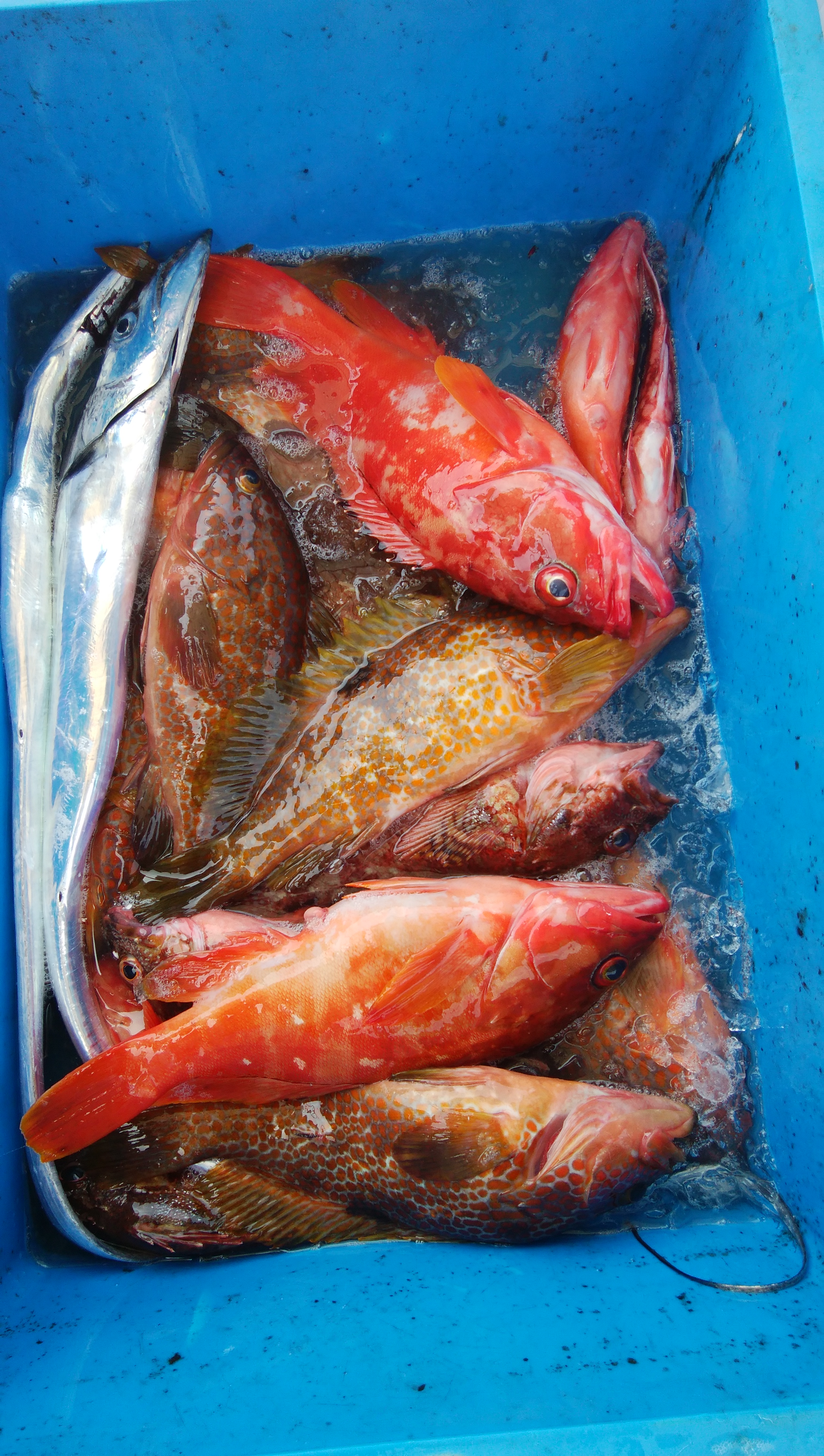 ���i�C���[�W